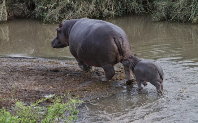 hippo met jong